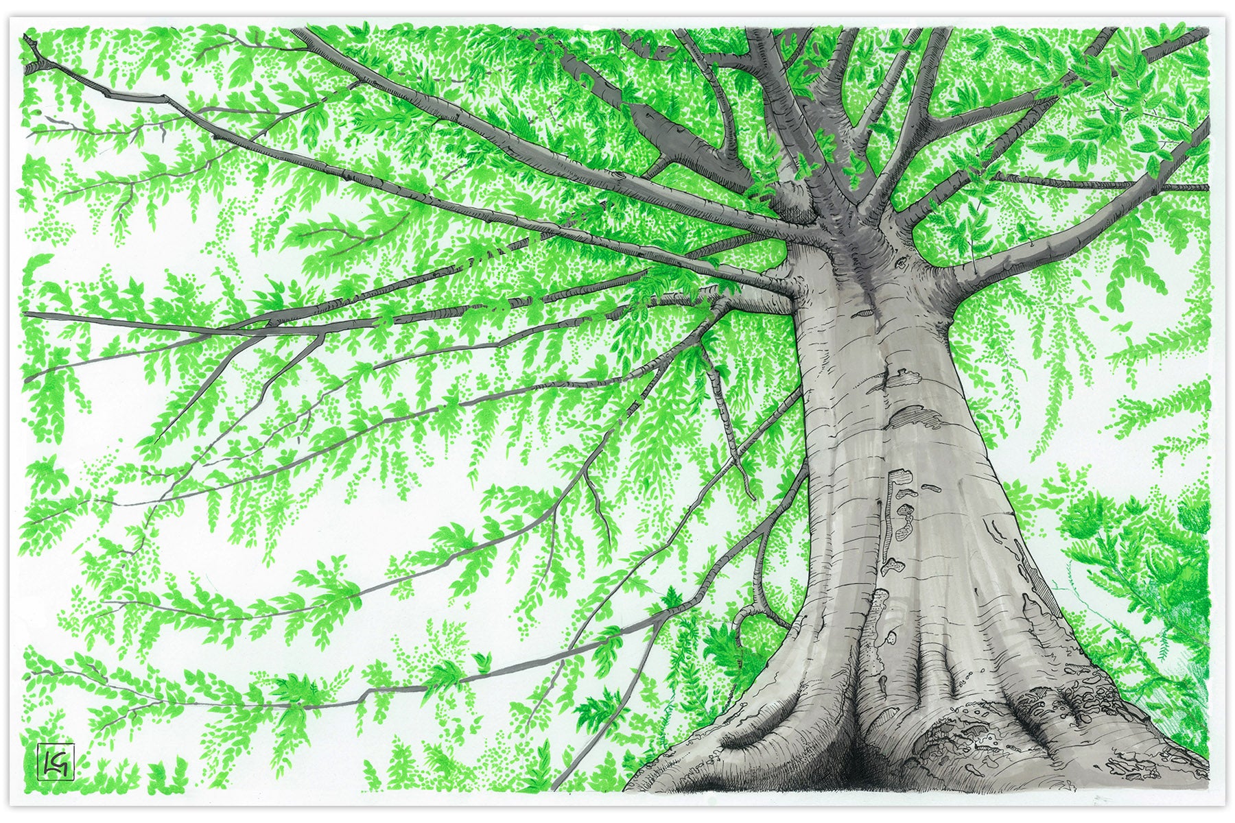 Beech Tree Art Print