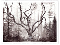 Elm Tree Art Print