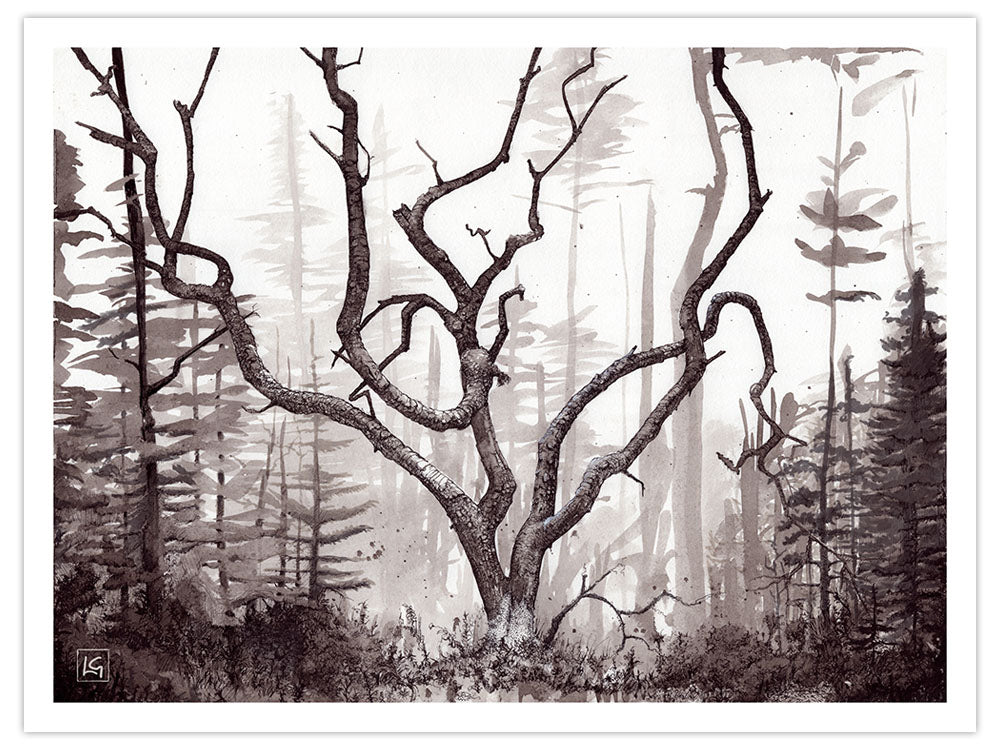 Elm Tree Art Print