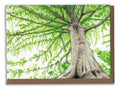 Beech Tree Art Card