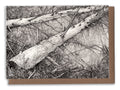 Fallen Brush Art Card