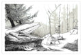Still Forest Art Print